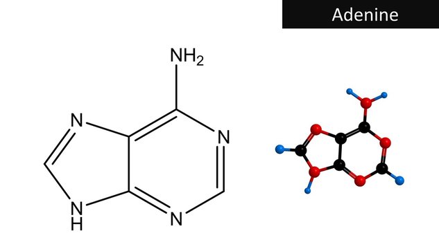 Molecular structure of adenine