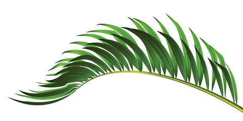 Green leaf of palm tree isolated on white background