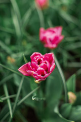 Rose Tulpen