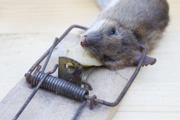 Mouse in a mousetrap