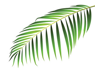 Obraz premium Green leaf of palm tree isolated on white background