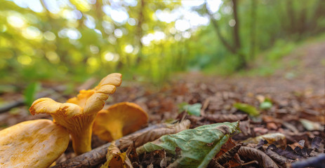 Pilze suchen im Herbst