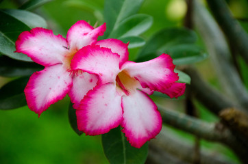 Fototapeta na wymiar Desert rose beautiful flowers in the garden, pink color on the tree