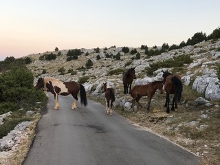 Horses on the Road