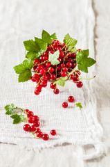 Red Currants over White Background