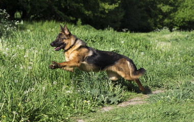 German shepherd runs in the summer park