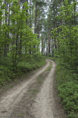 Road in the summer wood