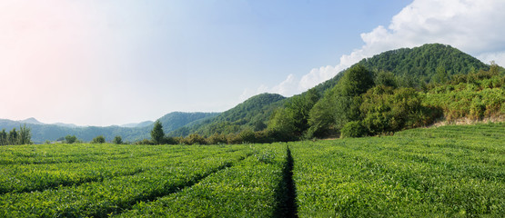Tea field on a Caucasian mountains in Russia