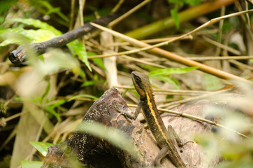Lacertilia in the nature