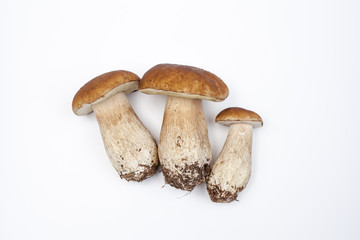 Fresh porcini mushrooms isolated on withe Background