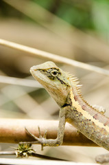Lacertilia in the nature