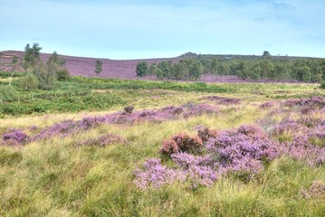 Purple heather on Derbyshire moorland in the UK