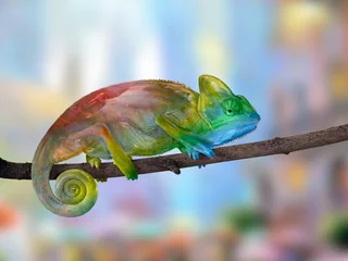 Foto auf Acrylglas Chamäleon Chamäleon auf einem Ast mit einem spiralförmigen Schwanz. Die Farben des Regenbogens