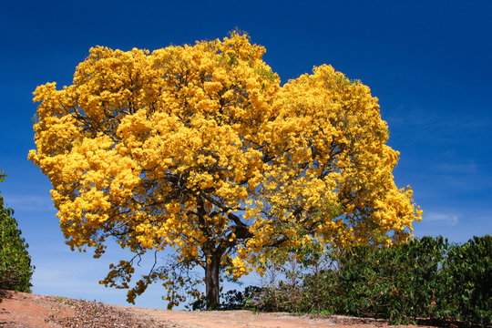 Yellow Flowery tree: Golden Trumpet Tree (Handroanthus albus).
