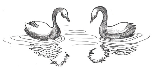 Fototapeta premium Hand drawing in ink pair of swans. Reflection on the water. Nice for romantic decoration.
