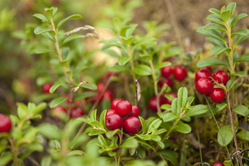 foraging bacground with edible berries