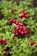 foraging bacground with edible berries