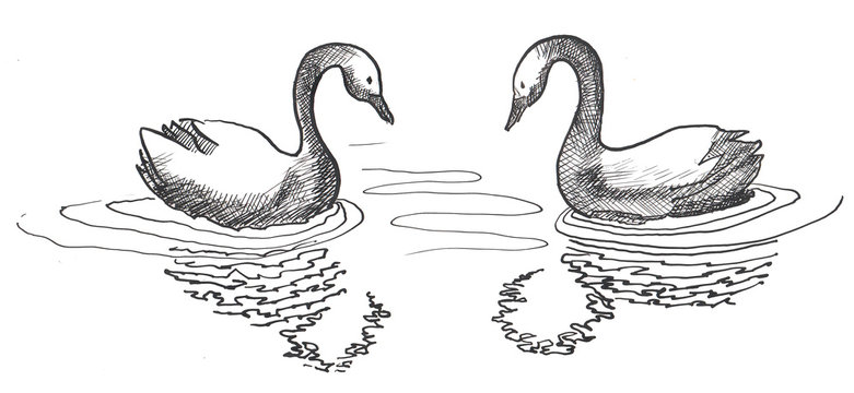 Hand drawing in ink pair of swans. Reflection on the water. Nice for romantic decoration.