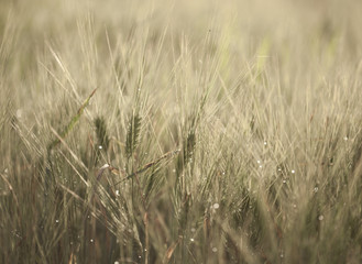 ripening barley macro