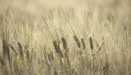 ripening barley macro