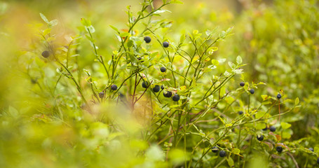 foraging bacground with edible berries