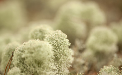 Natural macro background