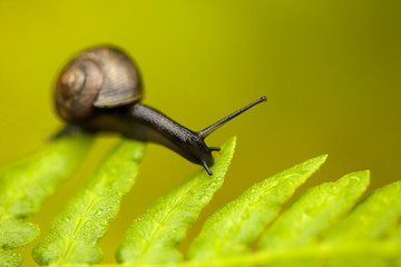 small dark snails on a fern leaf, shallow dof 