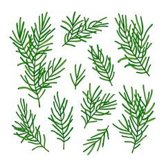 Collection green branches of a Christmas tree isolated on white background. Vector illustration.