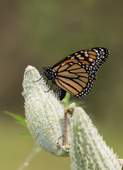 Monarch Butterfly on a Milkweed Plant