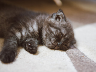 a little black kitten sleeping on the floor