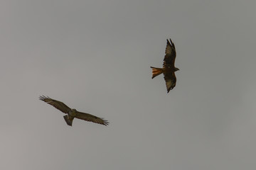 Raubvogel im Flug