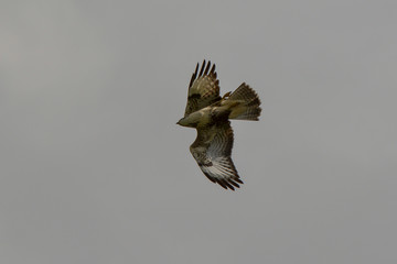 Raubvogel im Flug