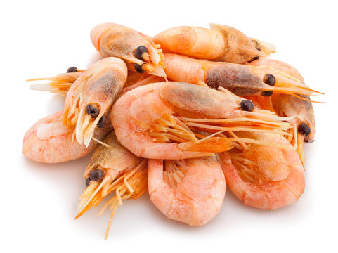 Shrimps