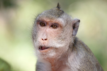 Portrait of eating macaque 