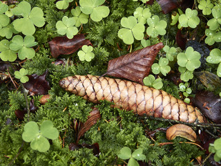 Fichtenzapfen im Moos