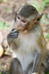 Portrait of macaque sitting and eating 