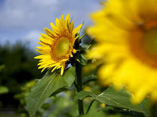 Sonnenblumen in Schrebergarten