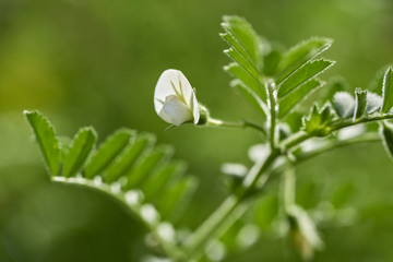 Blüte der Kichererbse (Cicer arietinum)