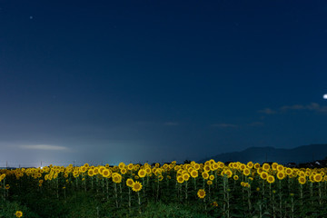 Obraz premium 夜の向日葵畑 