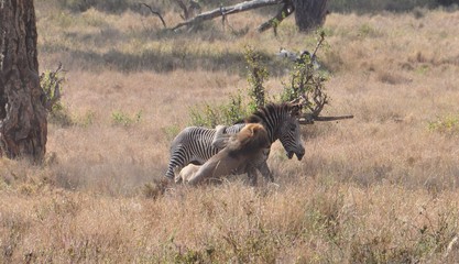 Lion attacks zebra 3