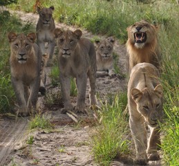 Lion pride coming towards us