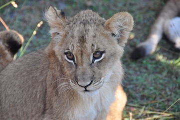 Lion cub looking around