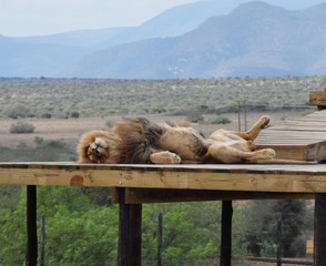 Lion sleeping
