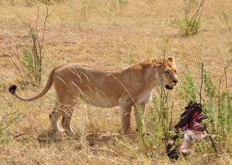 Lioness with bush meat