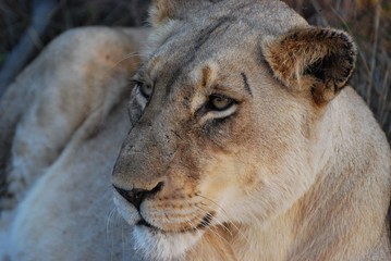 Lioness resting, at ease