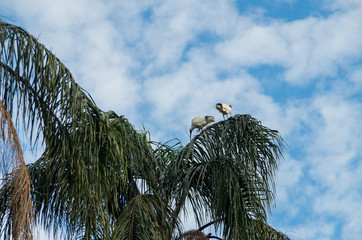 An egret resting in a palm tree in Brisbane, Australia.