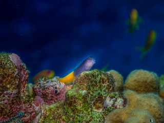 Bicolor blenny