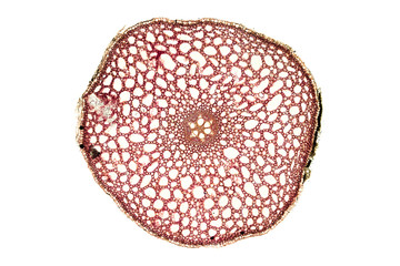 cross section of a plant stem under a microscope