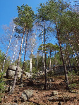 rockztrees