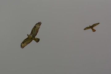 Raubvogel im Flug